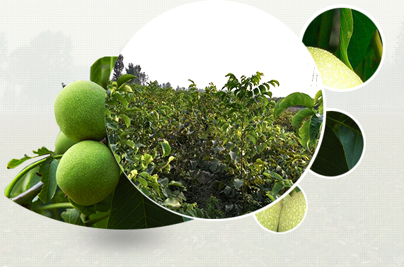 企業(yè)實力強大